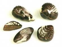 belgické pralinky, mořské plody v hořké čokoládě